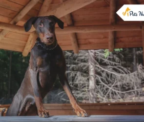 European Doberman