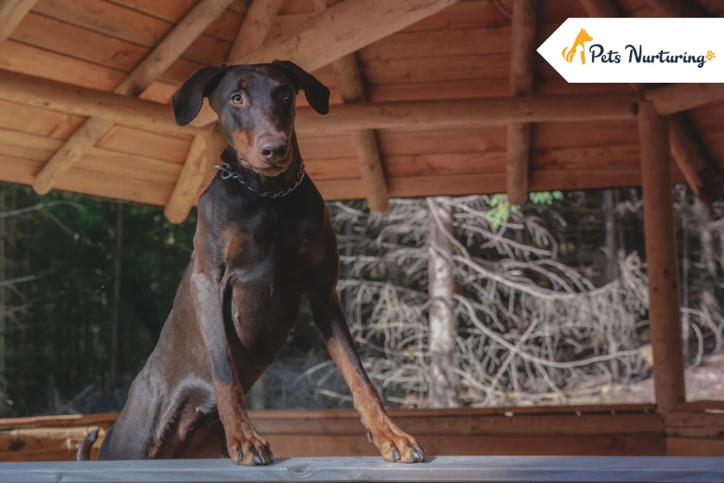 European Doberman