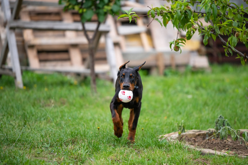 Exercise Needs of european doberman