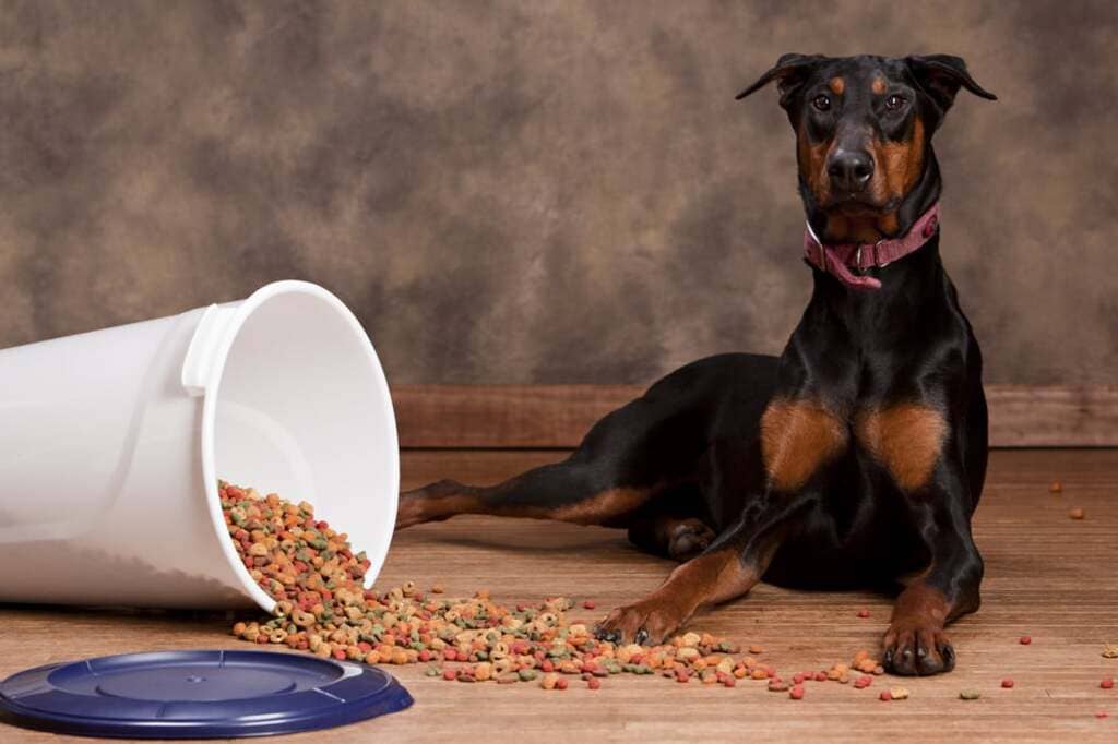 Health and Nutrition of european doberman
