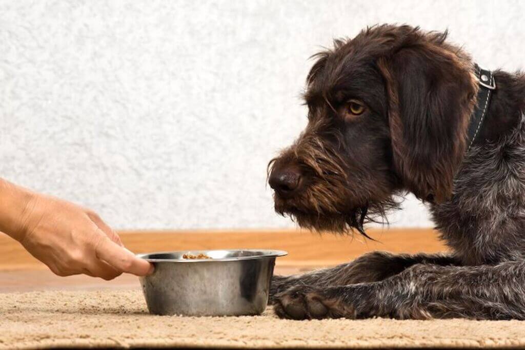  Easy Crockpot Recipe DIY Dog Food