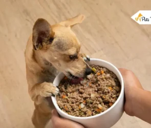 Homemade Dog Food Recipe