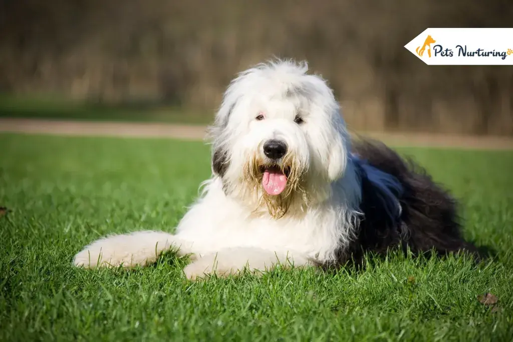 Old English Sheepdog Dogs