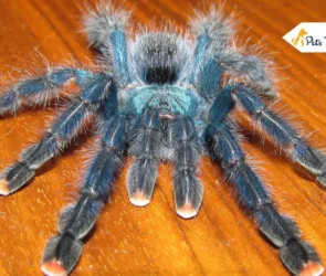 Pink Toe Tarantulas