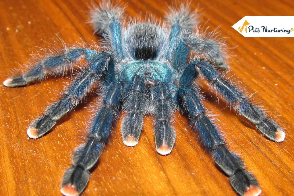 Pink Toe Tarantulas