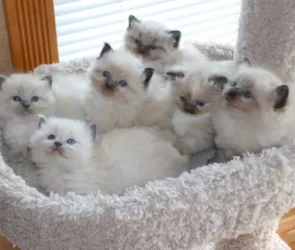 Ragdoll Kittens