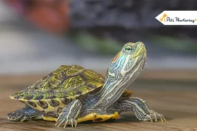 Yellow Belly Turtles