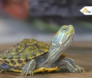 Yellow Belly Turtles
