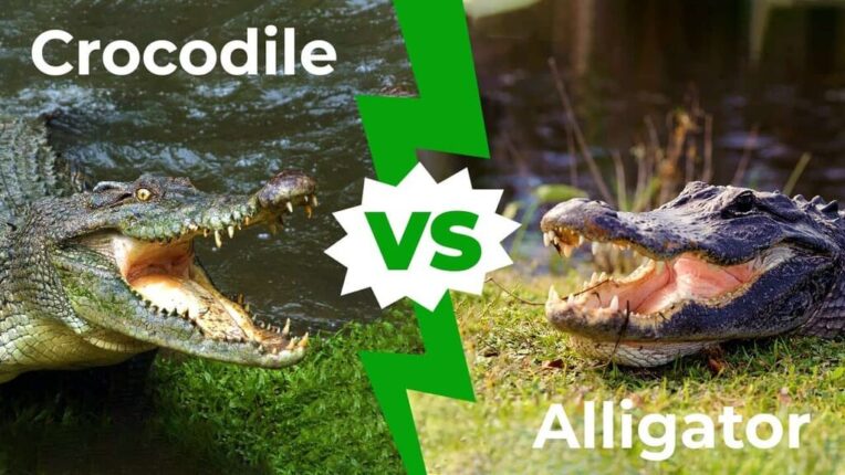 Alligator Vs Crocodile: Key Differences & Who Wins in a Fight