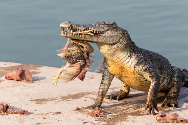 Alligator Vs Crocodile: Key Differences & Who Wins In A Fight