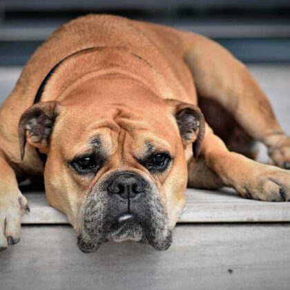Can Dogs have Down syndrome? Pets Nurturing