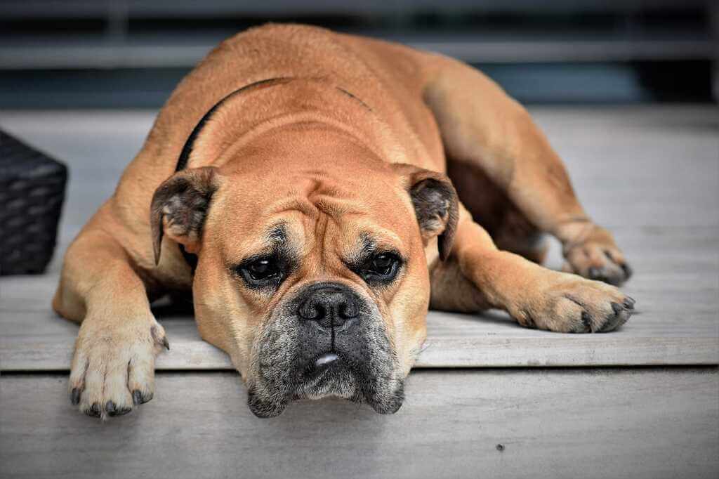 animals with down syndrome