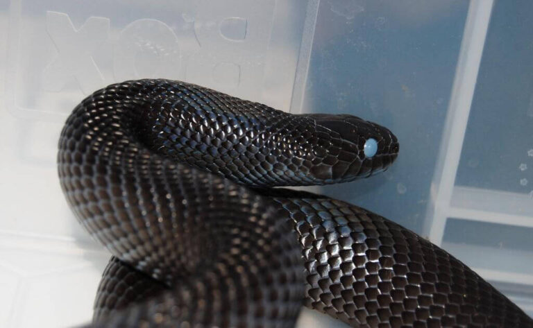 Mexican Black Kingsnake Care: A Comprehensive Guide