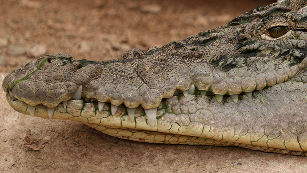 difference between alligators and crocodiles