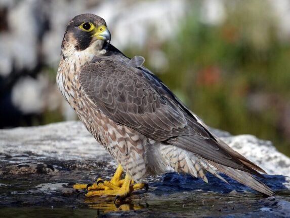 Falcon Vs Hawk: What’s the Difference Between These Birds? – Pets Nurturing