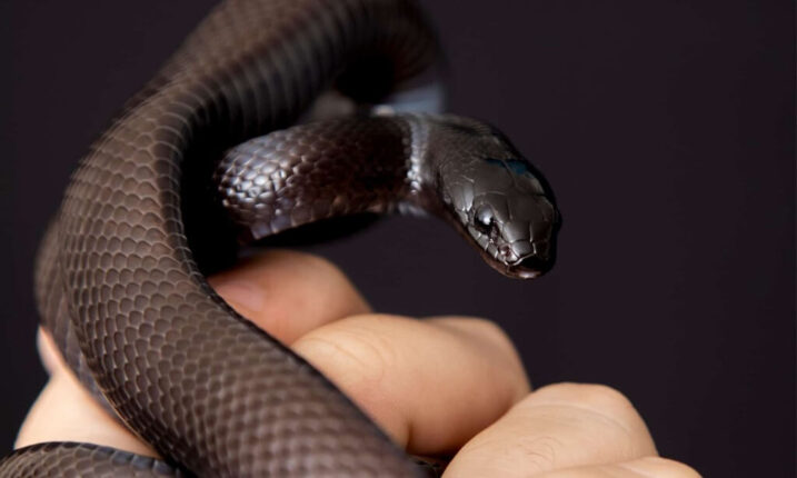 Mexican Black Kingsnake Care: A Comprehensive Guide | Pets Nurturing