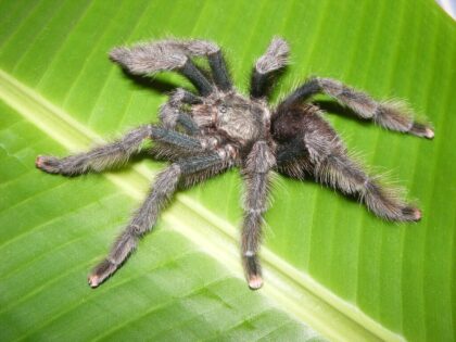 Pink Toe Tarantula: Care, Habitat, Diet, Housing & More!