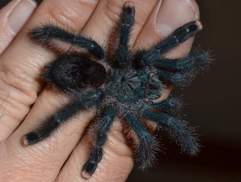 Pink Toe Tarantula: Care, Habitat, Diet, Housing & More!