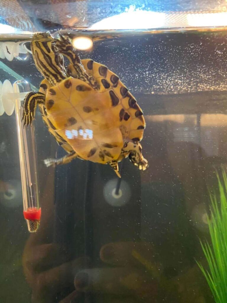 Yellow Belly Turtle 101 Habitat, Care, Diet, Size & More!