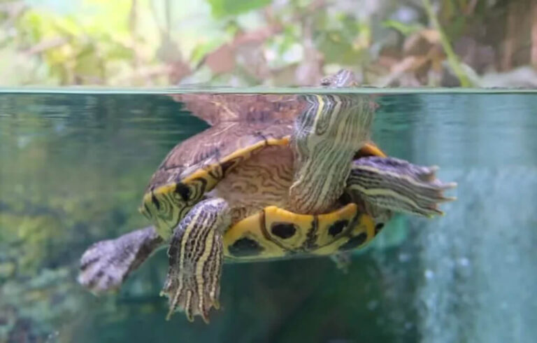 Yellow Belly Turtle 101: Habitat, Care, Diet, Size & More!