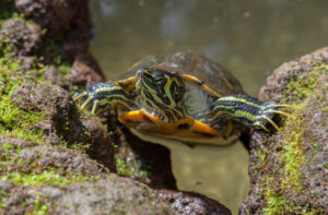 Yellow Belly Turtle 101: Habitat, Care, Diet, Size & More!