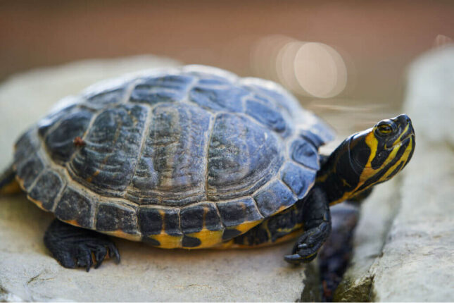 Yellow Belly Turtle 101: Habitat, Care, Diet, Size & More!