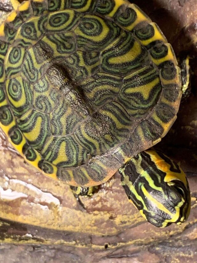 Yellow Belly Turtle 101 Habitat, Care, Diet, Size & More!