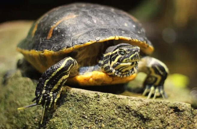 Yellow Belly Turtle 101: Habitat, Care, Diet, Size & More!