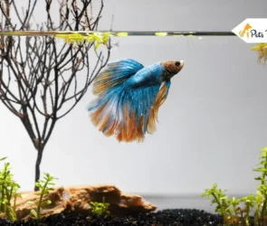 Betta Fish Tanks