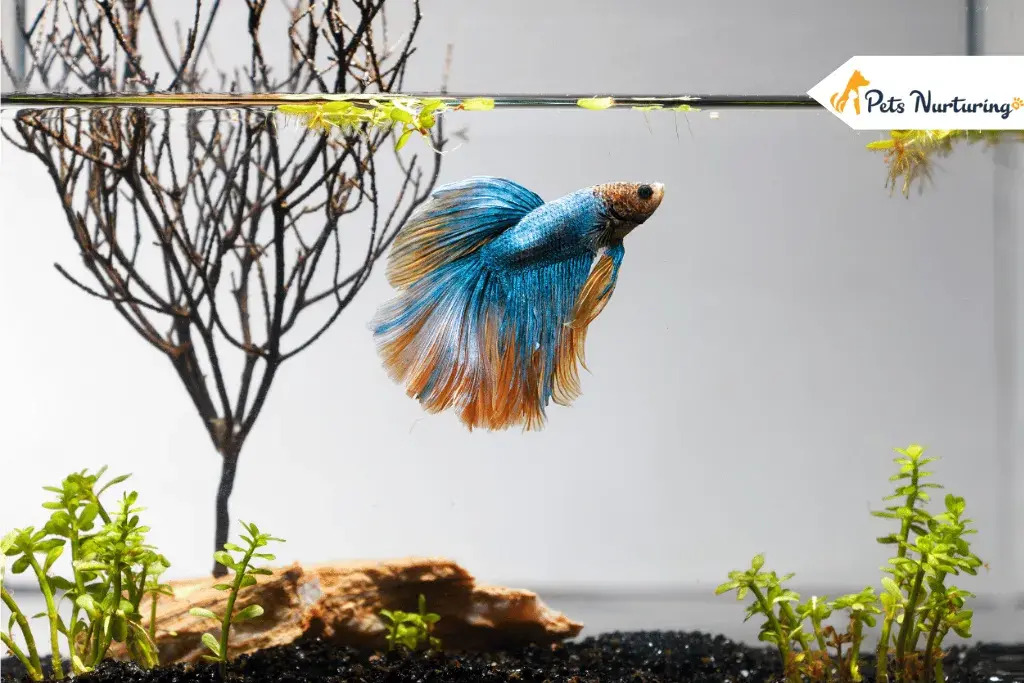 Betta Fish Tanks