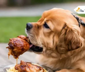 Can Dogs Eat Chicken Nugget