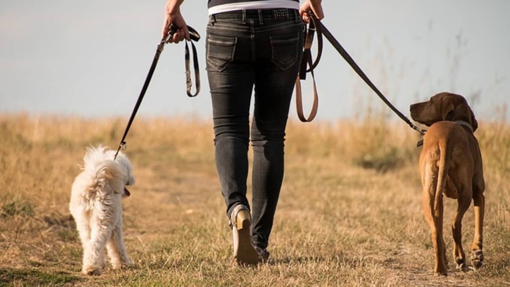 Dog Walking Tips
