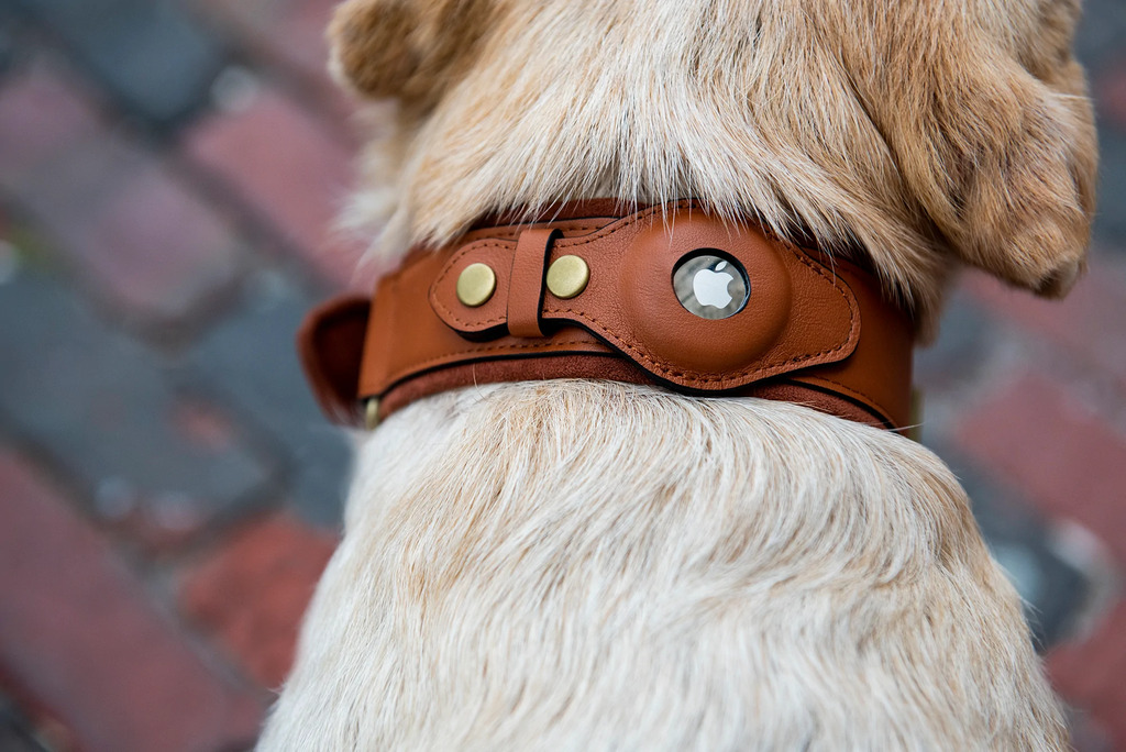 Dog Walking Tips