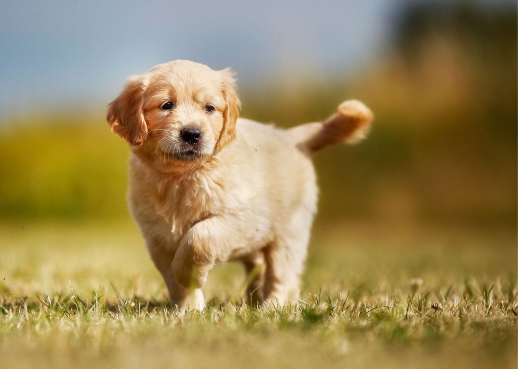 What Are the Characteristics of Golden Retriever Puppies?