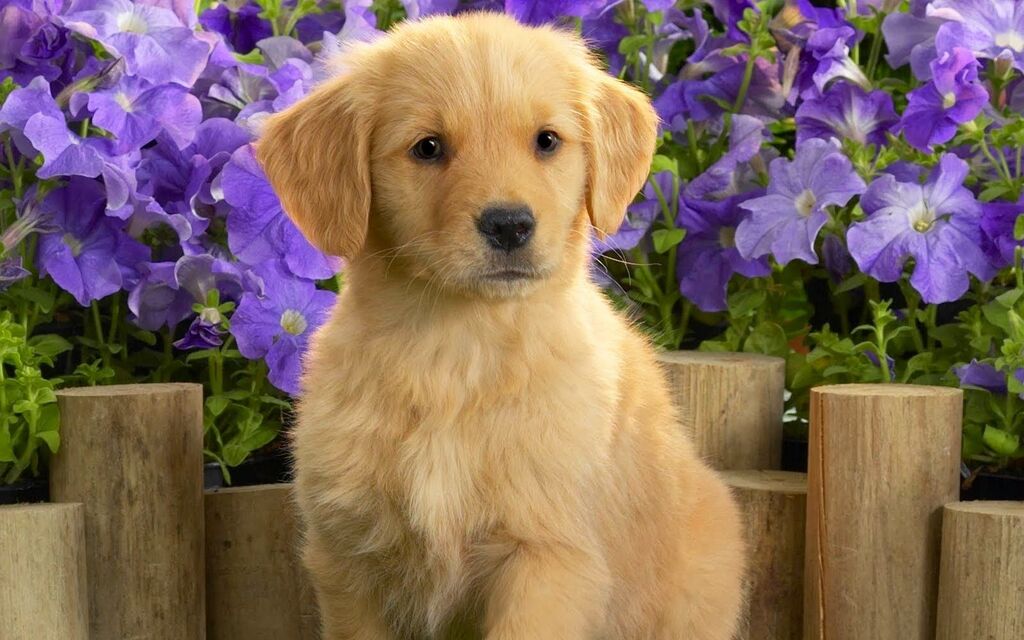 How to Train a Golden Retriever Puppy?