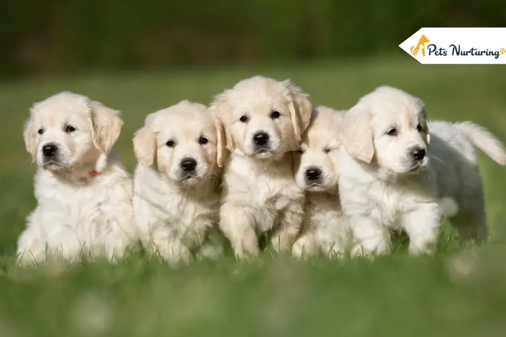 Golden Retriever Puppy