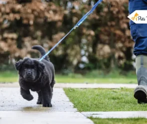 How Often Do You Walk Your Dogs
