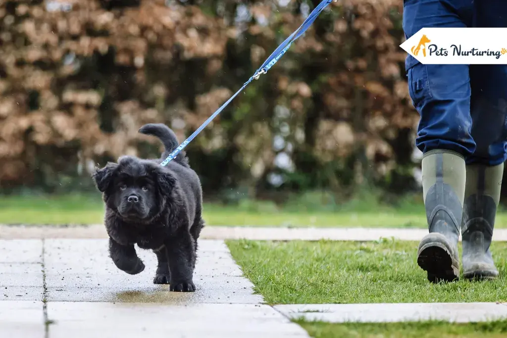 How Often Do You Walk Your Dogs