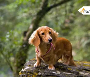 Long Haired Dachshunds