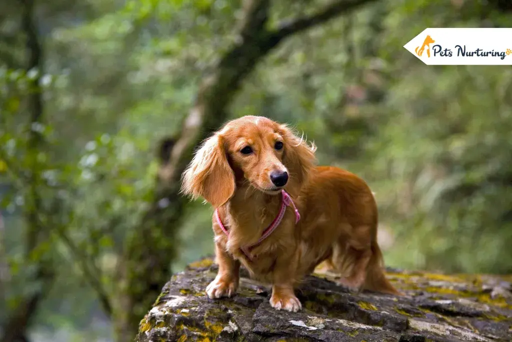 Long Haired Dachshunds