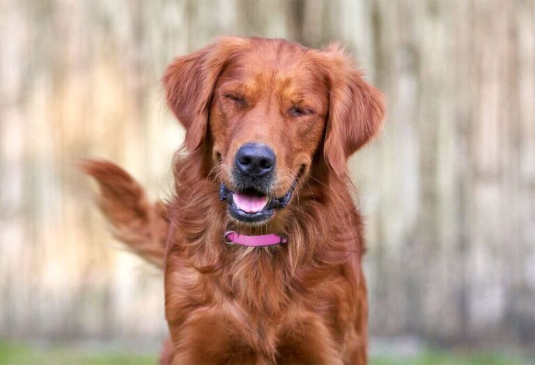 Red Golden Retriever Puppies: The Perfect House Pet!