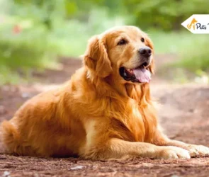 Red Golden Retriever Puppy