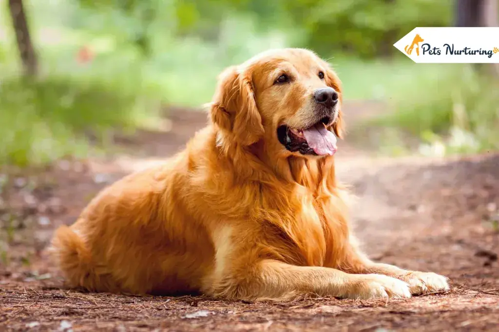 Red Golden Retriever Puppy