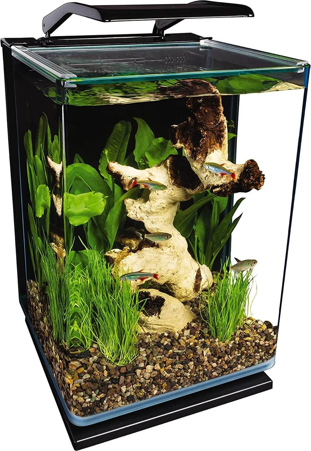 betta fish tank