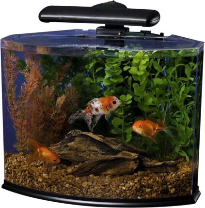 Best Betta Fish Tank 2022: Top 5 Reviews & Buying Guide