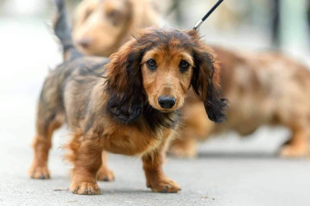 are long haired dachshunds good family dogs