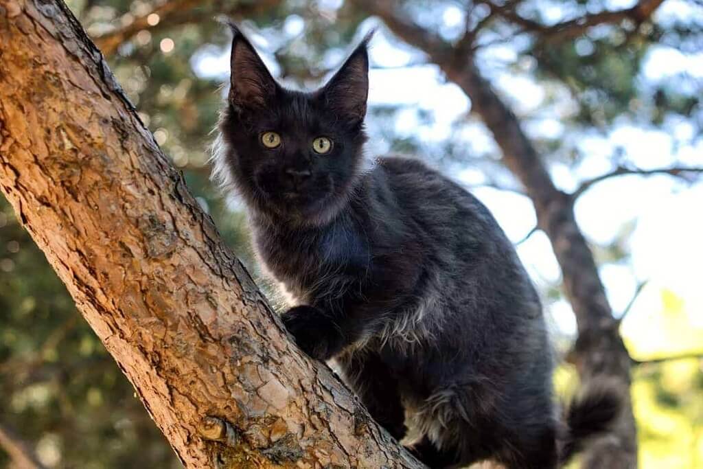Black Maine Coon Cat