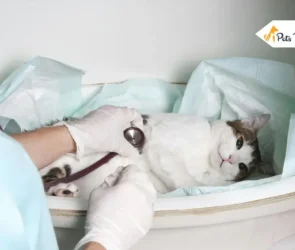 Cancer in Cat
