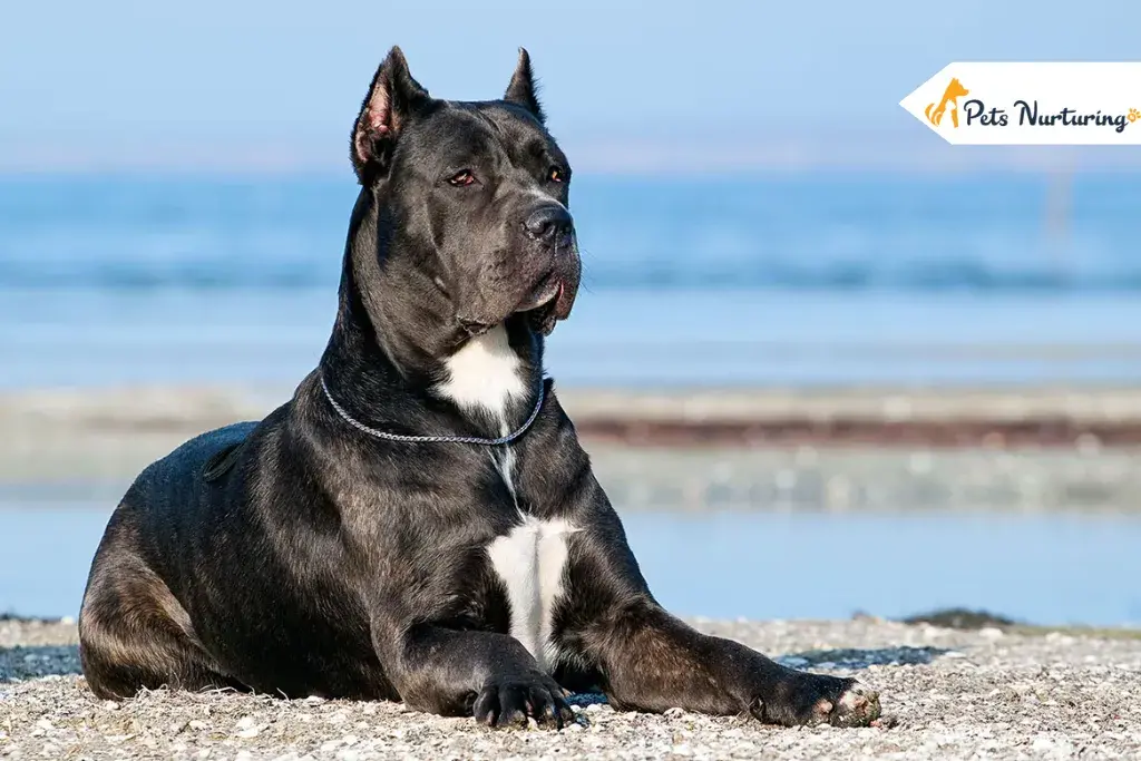 Cane Corso Prices