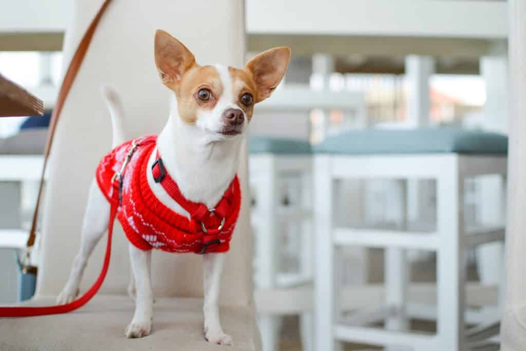 What is a Deer Head Chihuahua?